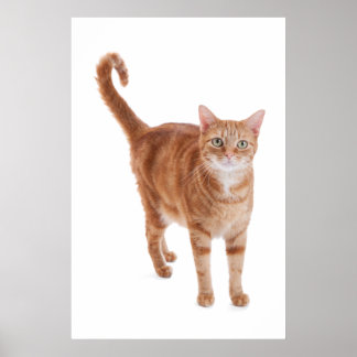 Oranje tablet poster