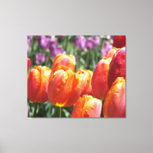 Oranje tapijtschelp — Afdruk van schilderachtige t Canvas Afdruk