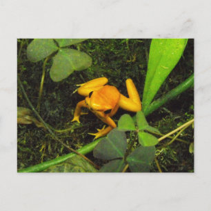 Oranje terribilis Poison Dart Frog Briefkaart