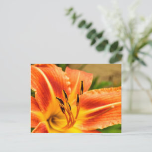 Oranje Tiger Lily Briefkaart