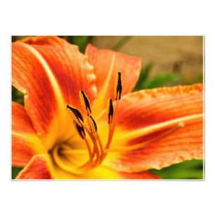 Oranje Tiger Lily Foto Afdruk