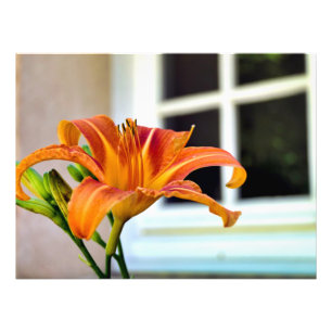 Oranje Tiger Lily Foto Afdruk