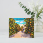 Oranje Tijd in Florida Reis Briefkaart (Staand voorkant)