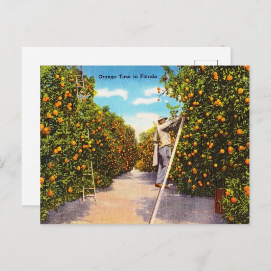 Oranje Tijd in Florida Reis Briefkaart (Voorkant / Achterkant)