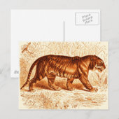 Oranje Tijger Briefkaart (Voorkant / Achterkant)