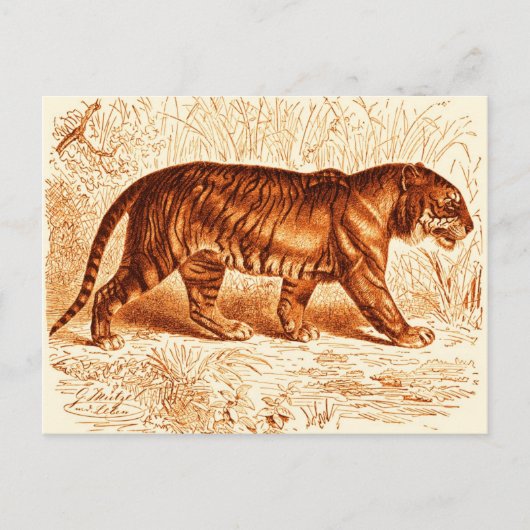 Oranje Tijger Briefkaart (Voorkant)