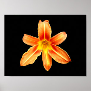 Oranje Tijgerlelie Poster
