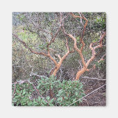 Oranje Tree's in Torrey Pines San Diego Foto Magneet (Voorkant)