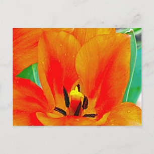 Oranje Tulip Briefkaart