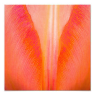 Oranje Tulip Foto Afdruk
