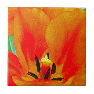 Oranje Tulip Tegeltje