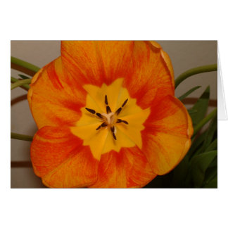 oranje tulp