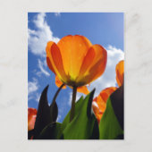 Oranje Tulp, blauwe hemel Briefkaart (Voorkant)