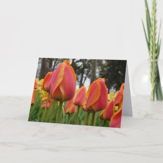 Oranje Tulp Fijne Kunst Fotografie Vouwbare Notiti Bedankkaart