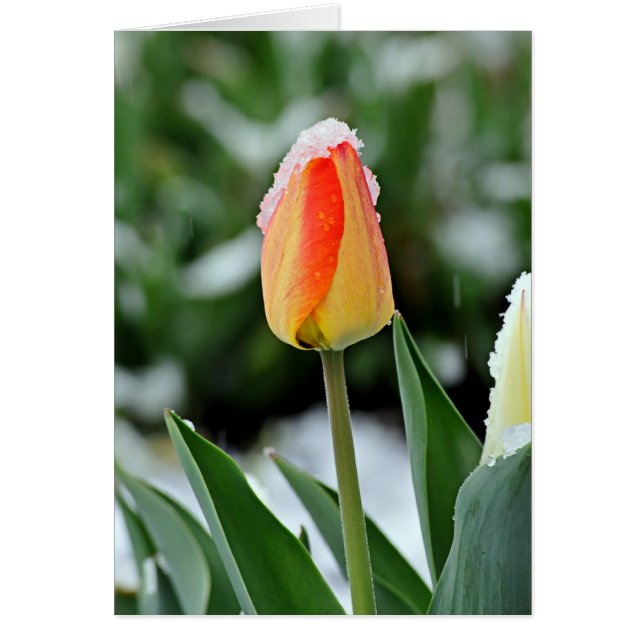 Oranje Tulp met sneeuw (Voorkant)