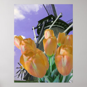 Oranje Tulp Poster