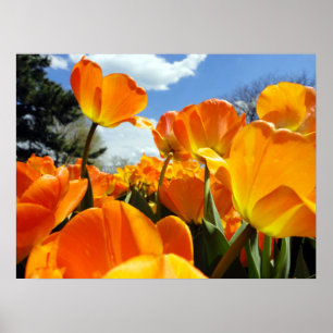 Oranje Tulp Reikt naar de Hemel Poster