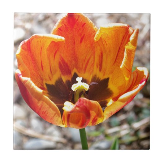 Oranje tulp tegeltje (Voorkant)