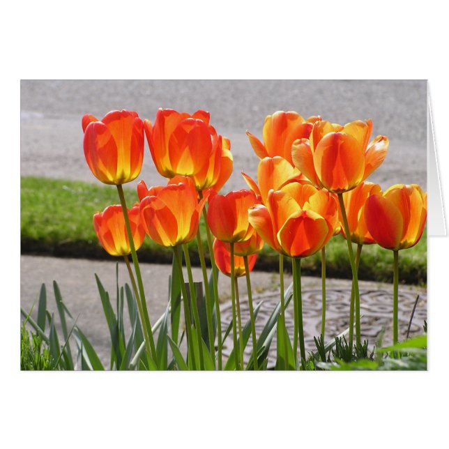 Oranje Tulpen (Voorkant Horizontaal)