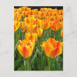 Oranje Tulpen Briefkaart