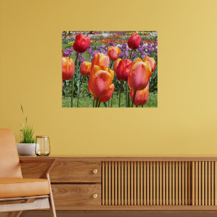 Oranje Tulpen, Elizabeth Park Gardens Hartford CT Poster