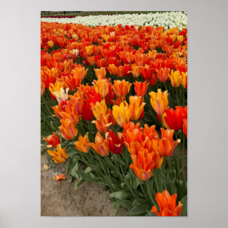 Oranje tulpen in het veld, Woodburn, OR Poster