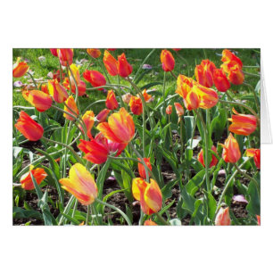 Oranje Tulpen kaart