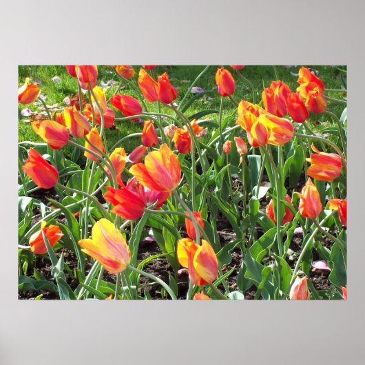Oranje Tulpen Poster (Voorkant)