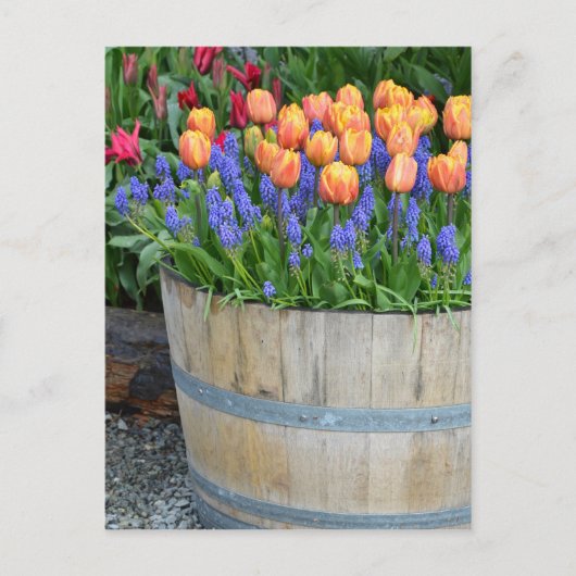 Oranje tulpenplankafdruk briefkaart (Voorkant)