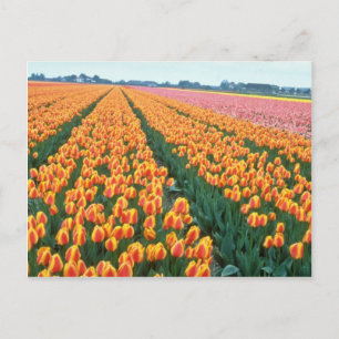 Oranje Tulpvelden, Hollandbloemen Briefkaart