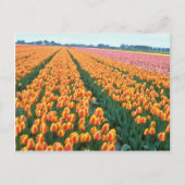 Oranje Tulpvelden, Hollandbloemen Briefkaart (Voorkant)