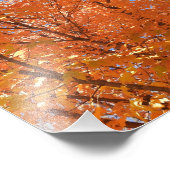 Oranje valkleppen Foto Afdruk (Hoek)