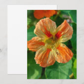 Oranje ventilator Nasturtium Blanco Kaart (Voorkant / Achterkant)