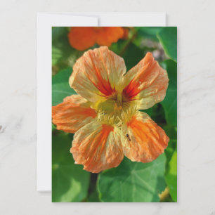 Oranje ventilator Nasturtium Blanco Kaart