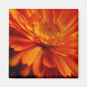 Oranje ventilatormagneet magneet