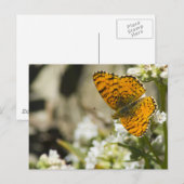 Oranje vlinder briefkaart (Voorkant / Achterkant)