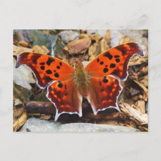 Oranje vlinder briefkaart