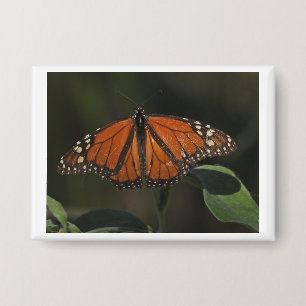 Oranje Vlinder Natuur Foto Pin Knop Button