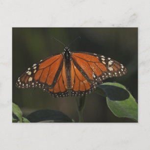 Oranje Vlinder Natuurfotografie Briefkaart