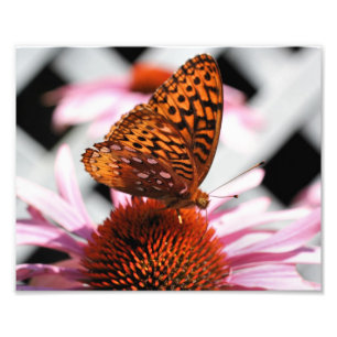 Oranje vlinder op echinacea bloem 8x10 foto afdruk