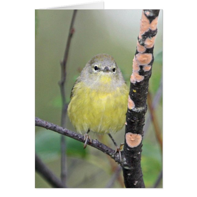 Oranje Warbler (Voorkant)