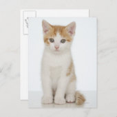 Oranje & White Kitten Briefkaart (Voorkant / Achterkant)
