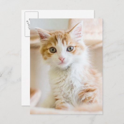 Oranje & White Kitten Briefkaart (Voorkant / Achterkant)