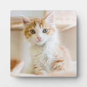 Oranje & White Kitten Fotoplaat