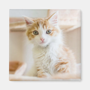 Oranje & White Kitten Magneet