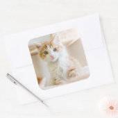 Oranje & White Kitten Vierkante Sticker (Envelop)