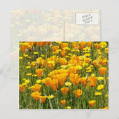 Oranje Wildbloemveld in Beer Valley, Californië Briefkaart (Voorkant / Achterkant)