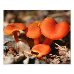 Oranje wilde paddenstoelen 10x8 Natuur afdrukken Foto Afdruk