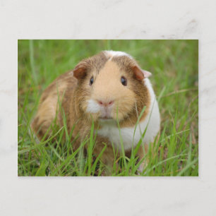Oranje-wit cavia's in gras briefkaart