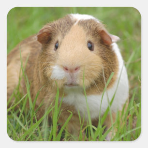 Oranje-wit cavia's in gras vierkante sticker
